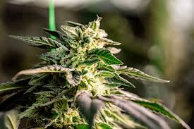 Your Ultimate Guide to Cannabis Seeds NY Cultivation, Selection, and Legal Aspects