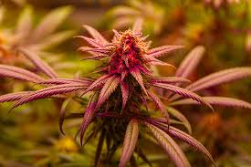Your Ultimate Guide to Cannabis Seeds NY Cultivation, Selection, and Legal Aspects