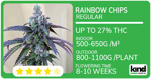Your Ultimate Guide to Marijuana Seeds Arkansas