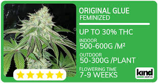 Your Ultimate Guide to Marijuana Seeds Arkansas